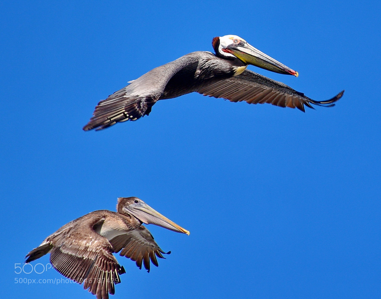 Nikon D7200 sample photo. Pelicans flying in the photography
