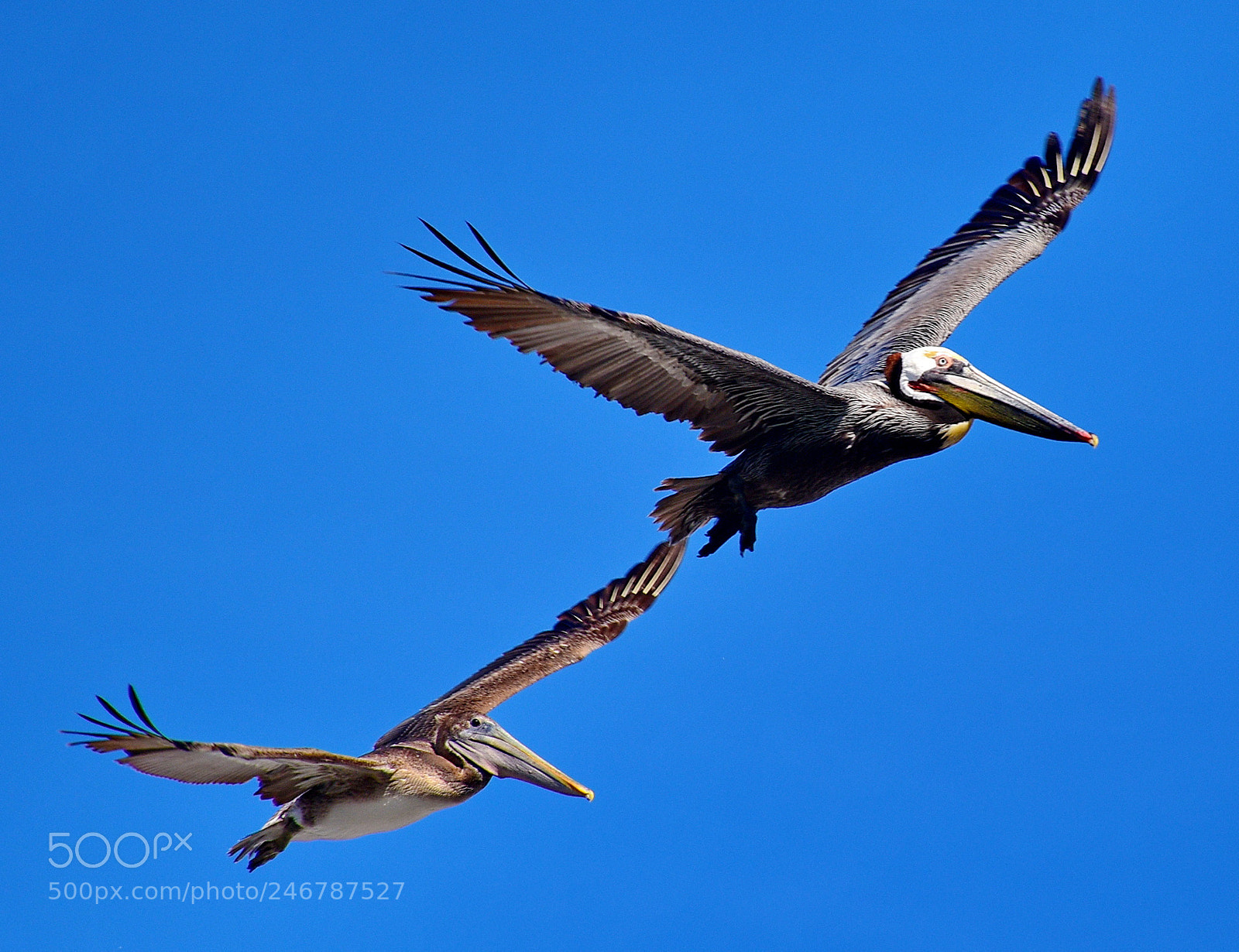 Nikon D7200 sample photo. Pelicans flying in the photography