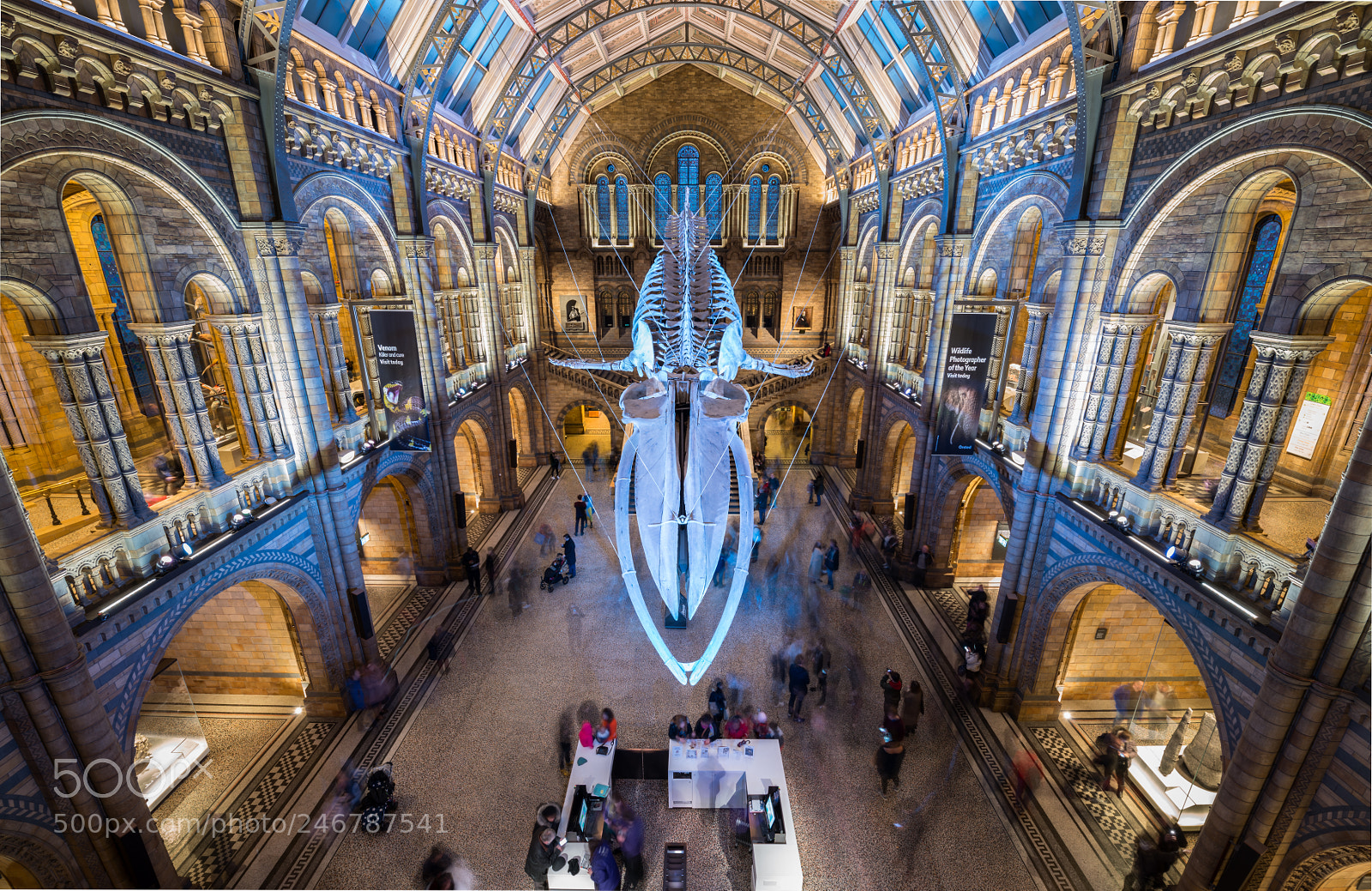 Nikon D800 sample photo. Natural history museum, london photography