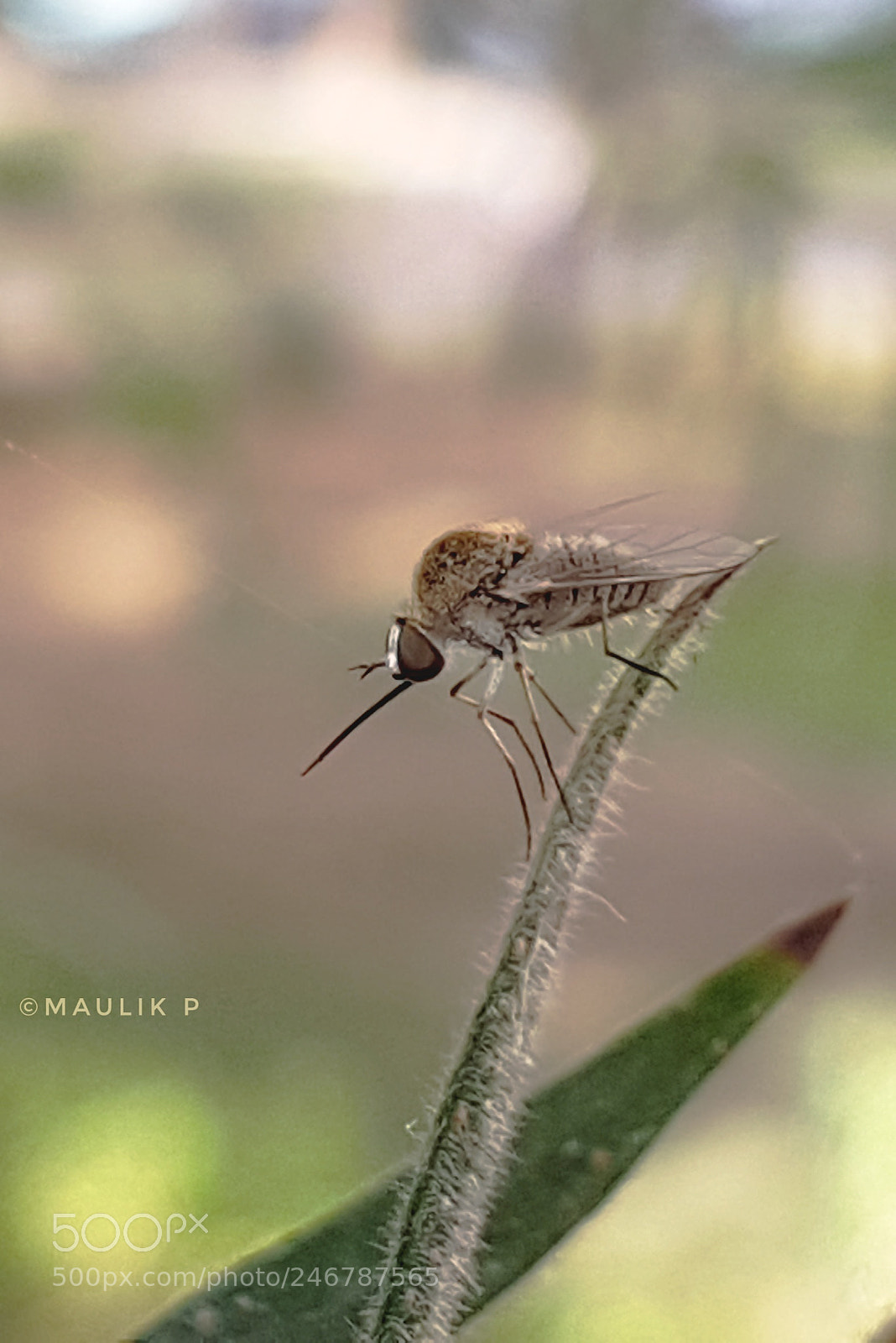 Samsung Galaxy S7 sample photo. Very small insect photography