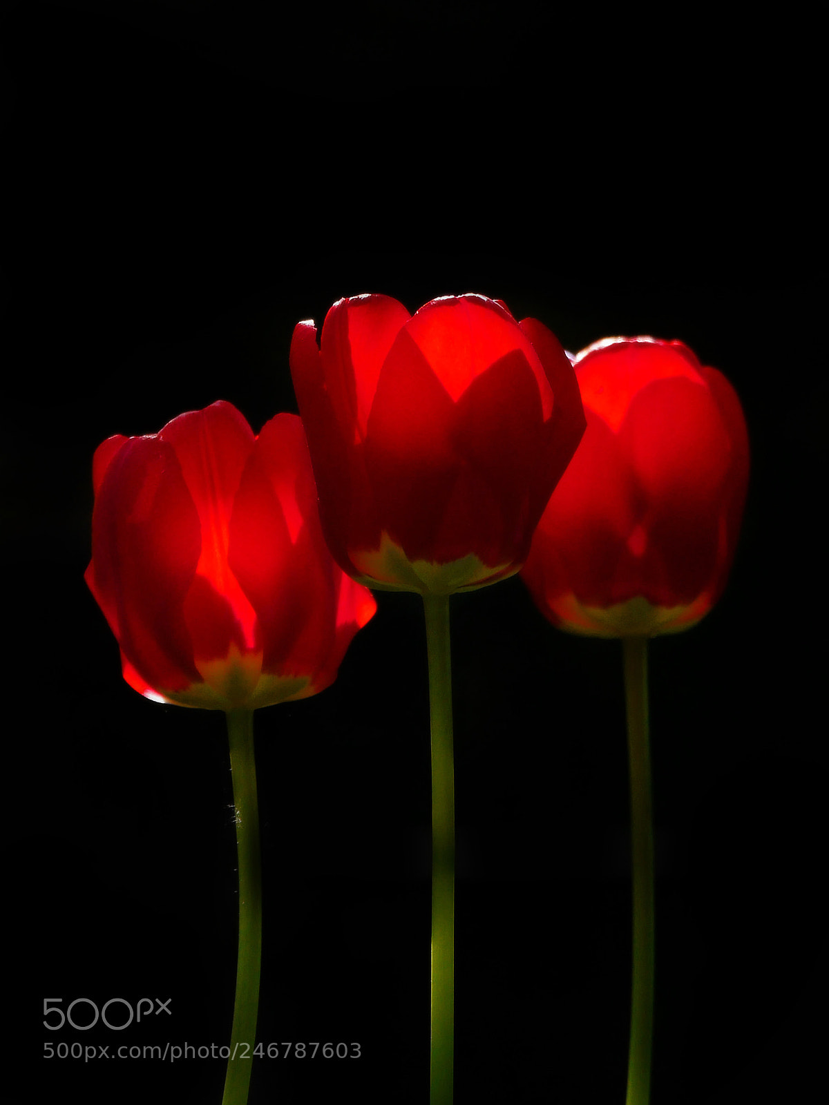 Panasonic Lumix DMC-G6 sample photo. Glowing tulips photography