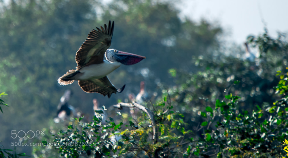 Nikon D500 sample photo. Pelican in flight photography