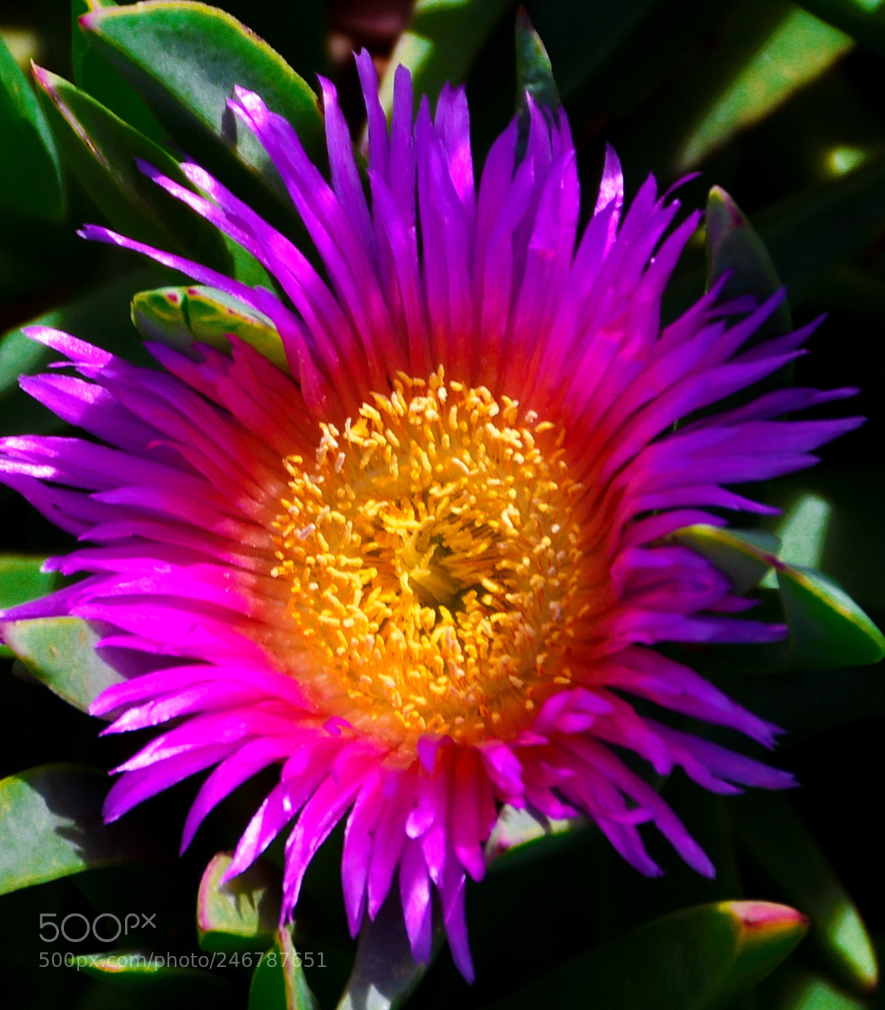 Nikon D7200 sample photo. A nice purple dandelion photography