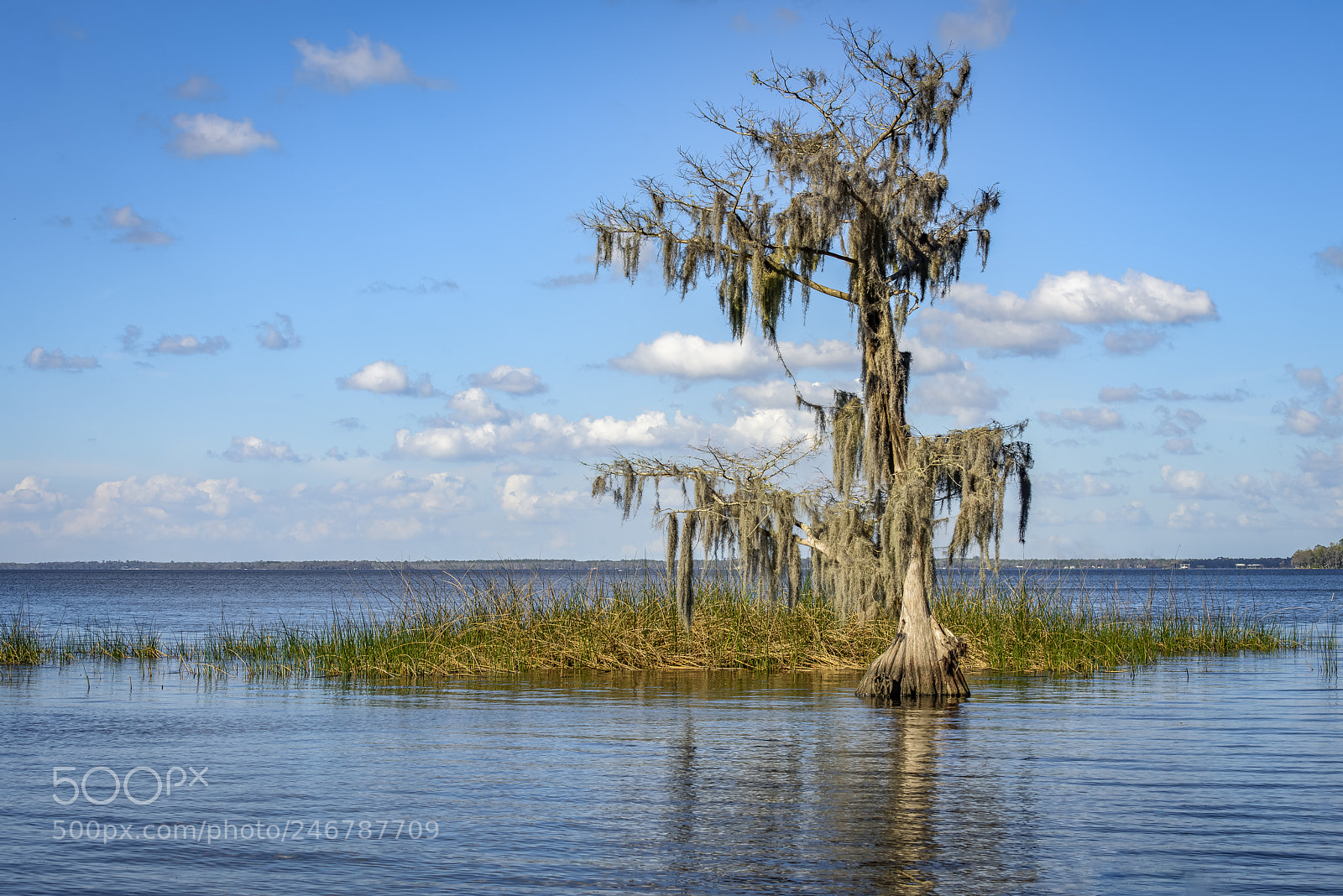 Nikon D810 sample photo. Cypress tree photography