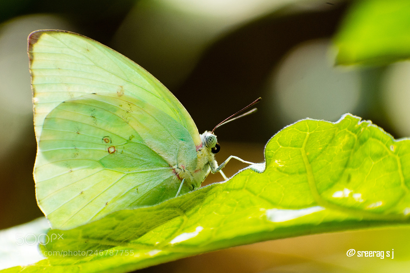 Nikon D5200 sample photo. Blend-in photography