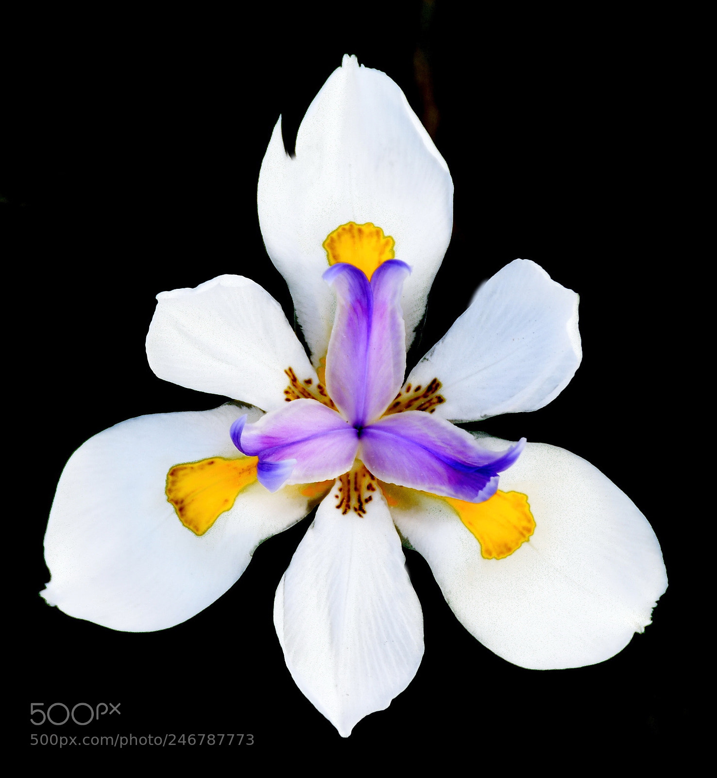 Nikon D7200 sample photo. A beautiful white iris photography