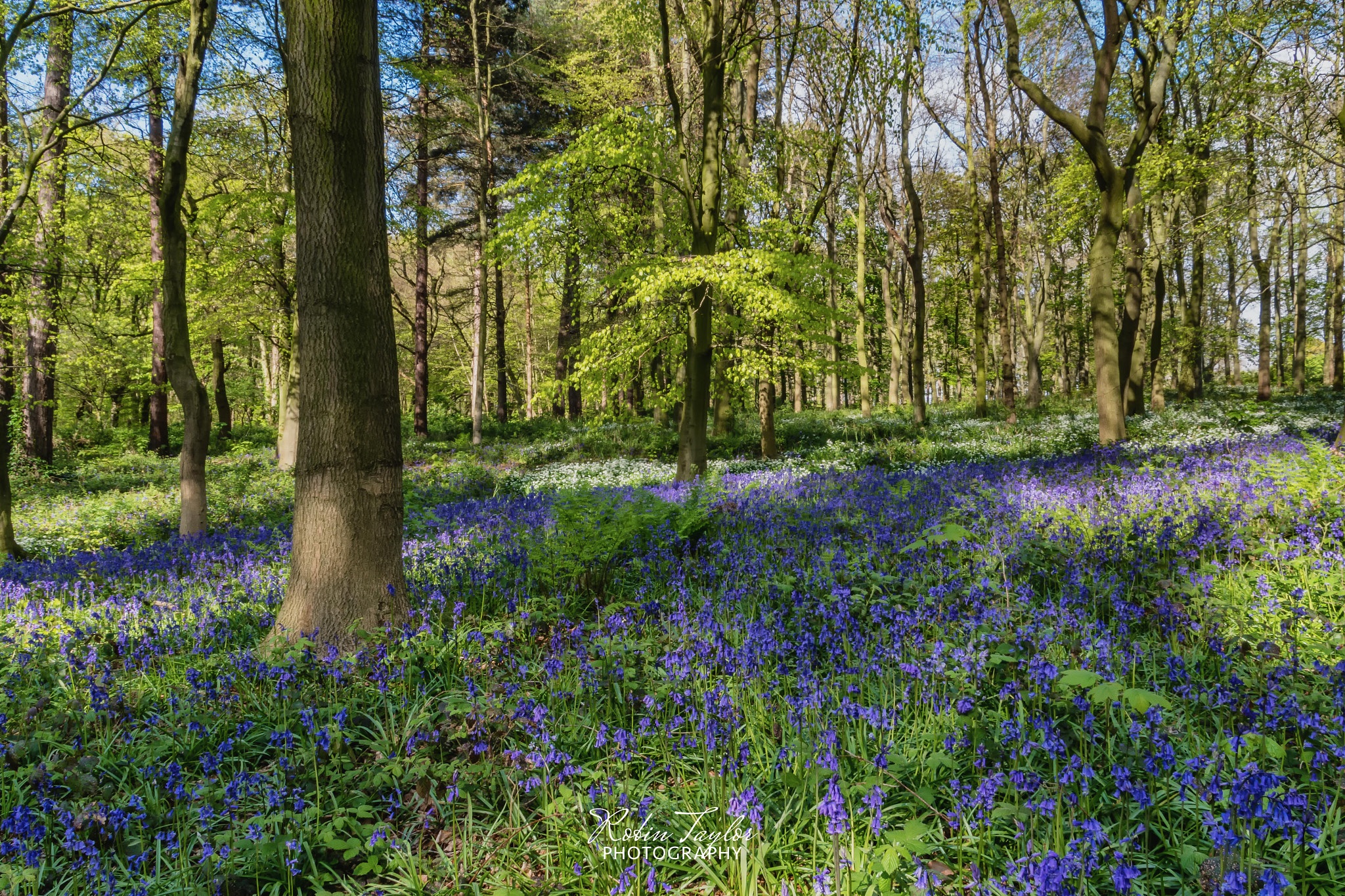 Pentax K-S1 sample photo. Bluebell wood photography