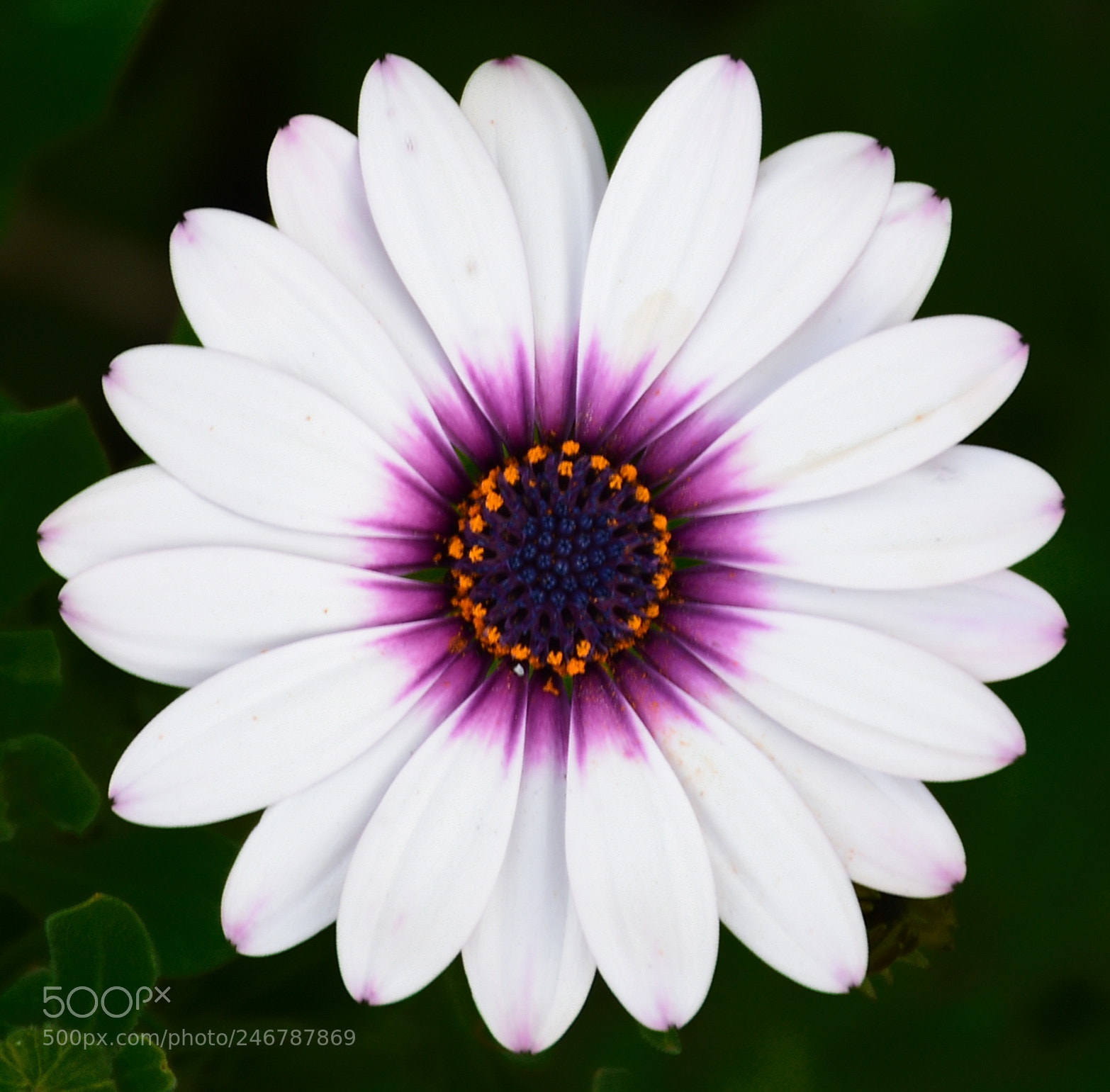 Nikon D7200 sample photo. A white and purple photography