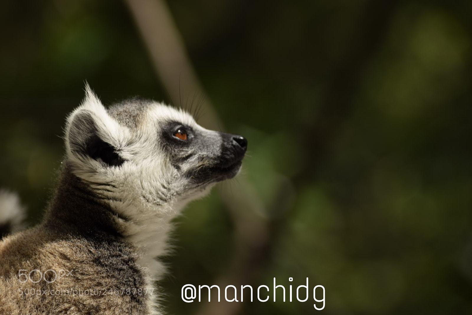 Nikon D5300 sample photo. Lemur photography