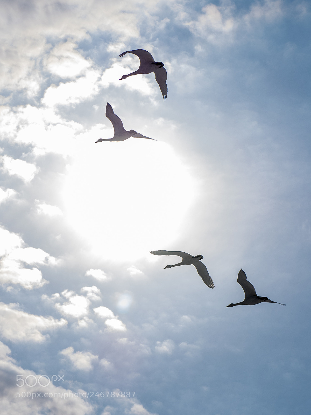 Olympus OM-D E-M1 sample photo. Swan 2 photography
