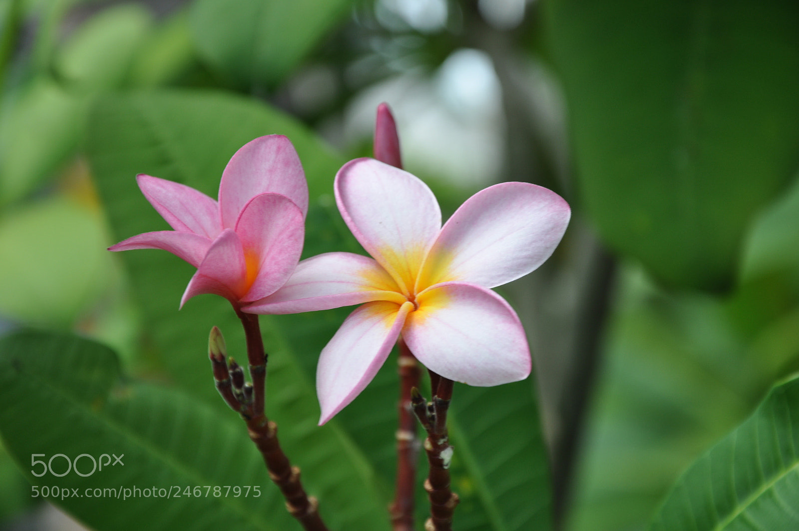 Nikon D90 sample photo. I bloom photography