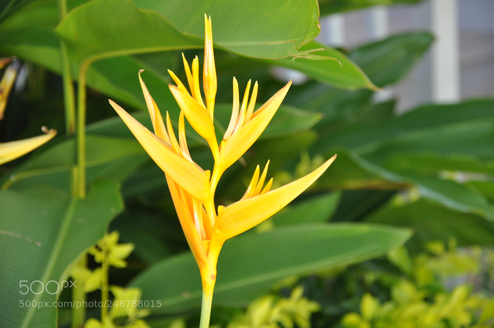 Nikon D90 sample photo. Free photography