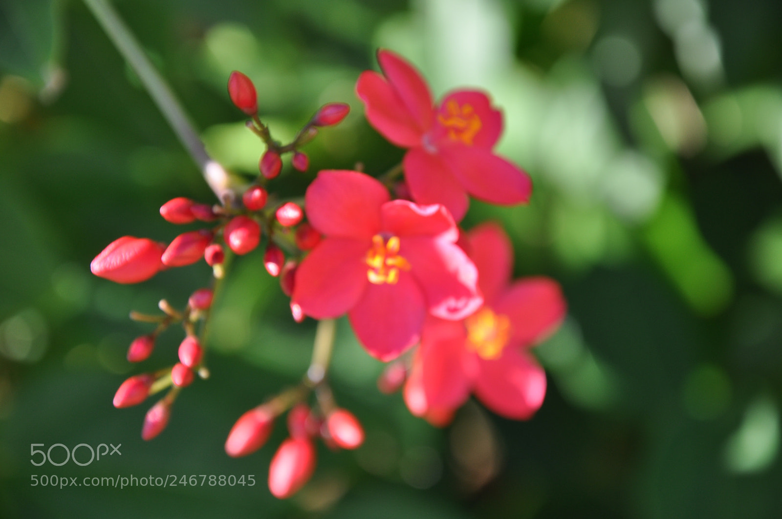 Nikon D90 sample photo. Alive photography