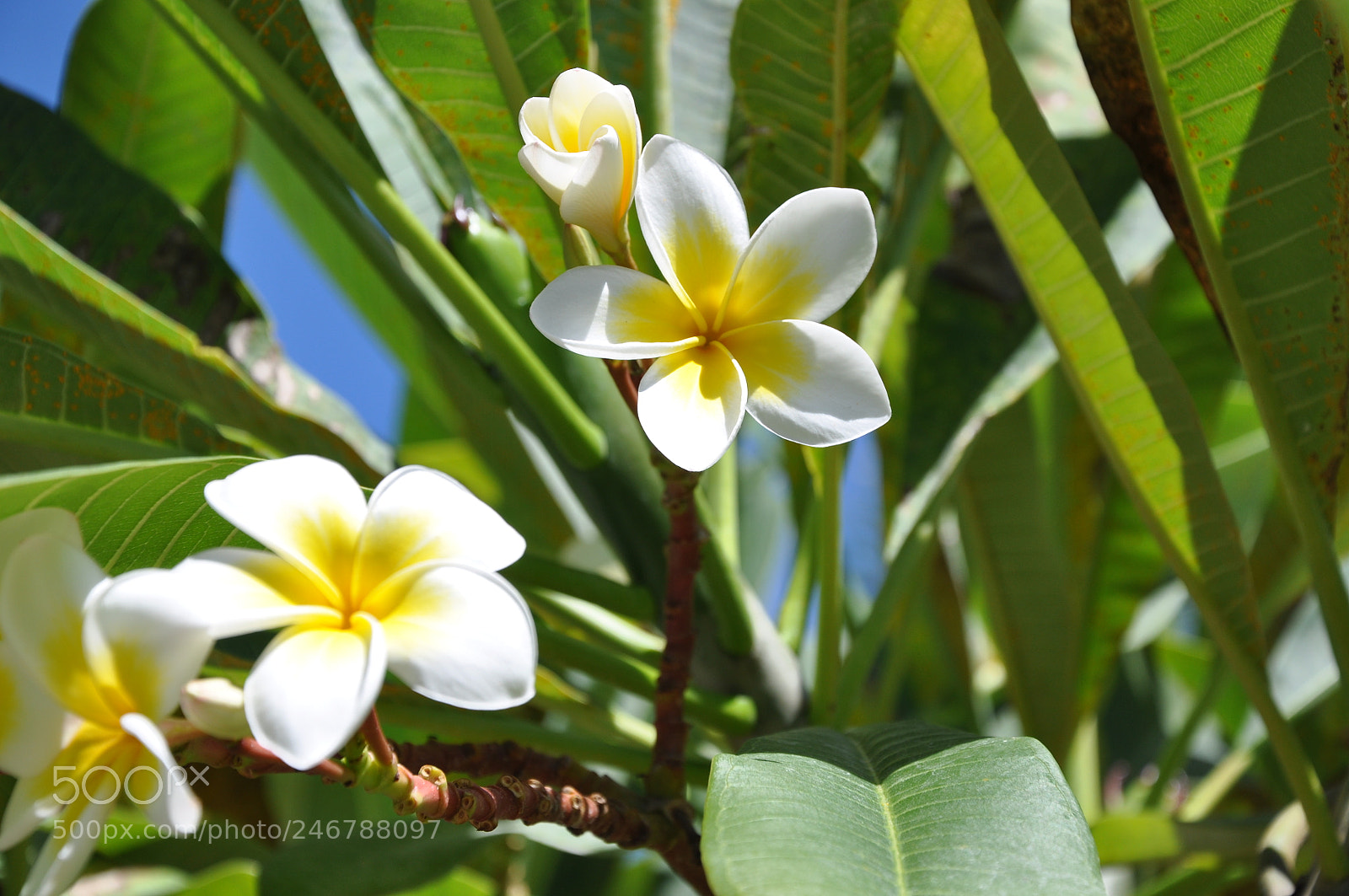 Nikon D90 sample photo. I flourish photography