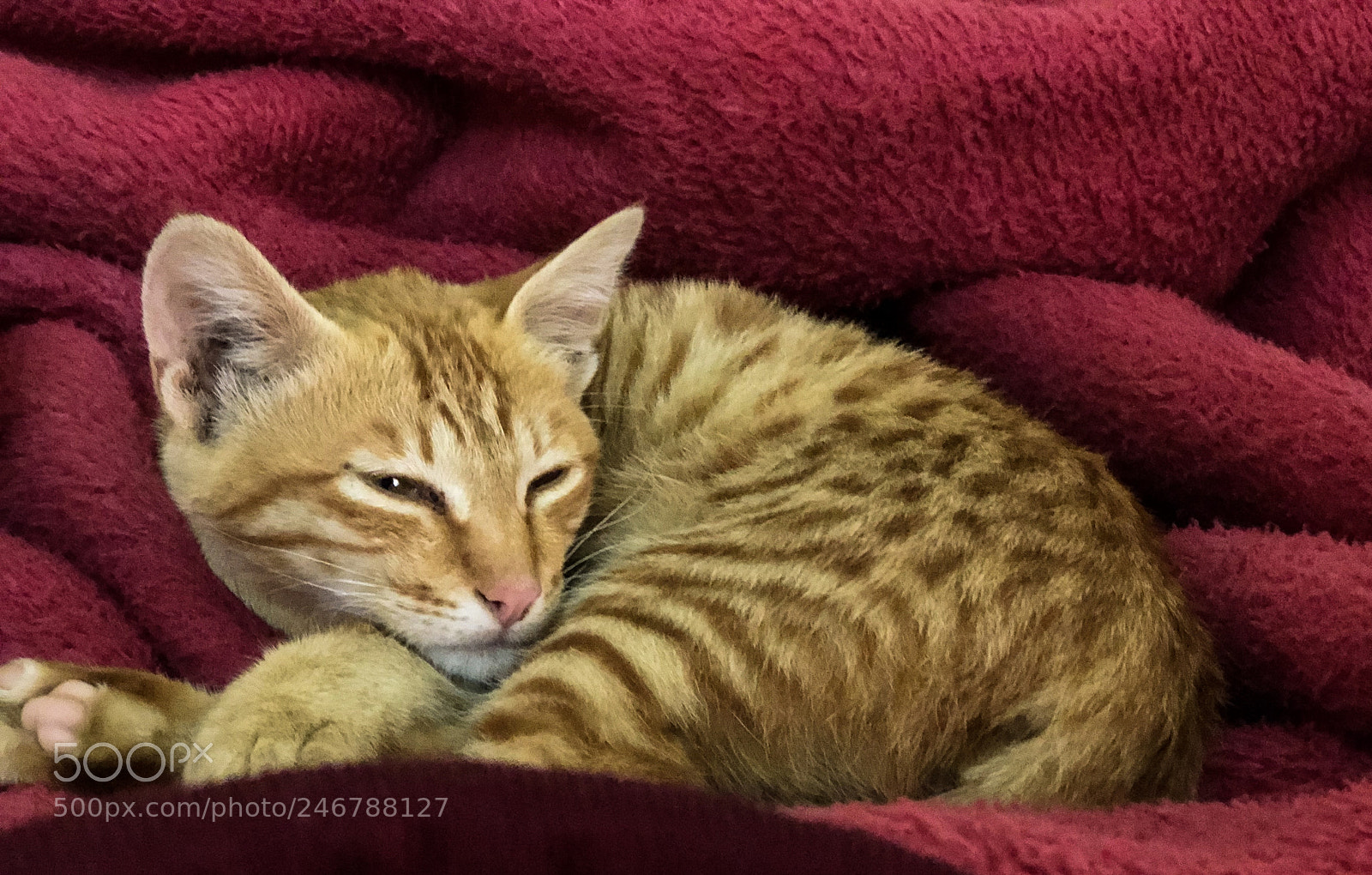 Apple iPhone 8 Plus sample photo. The sleepy kitten photography