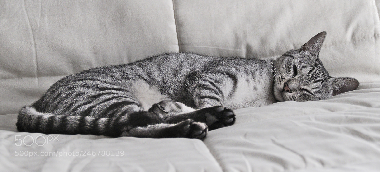 Panasonic Lumix DMC-FZ1000 sample photo. Lila photography