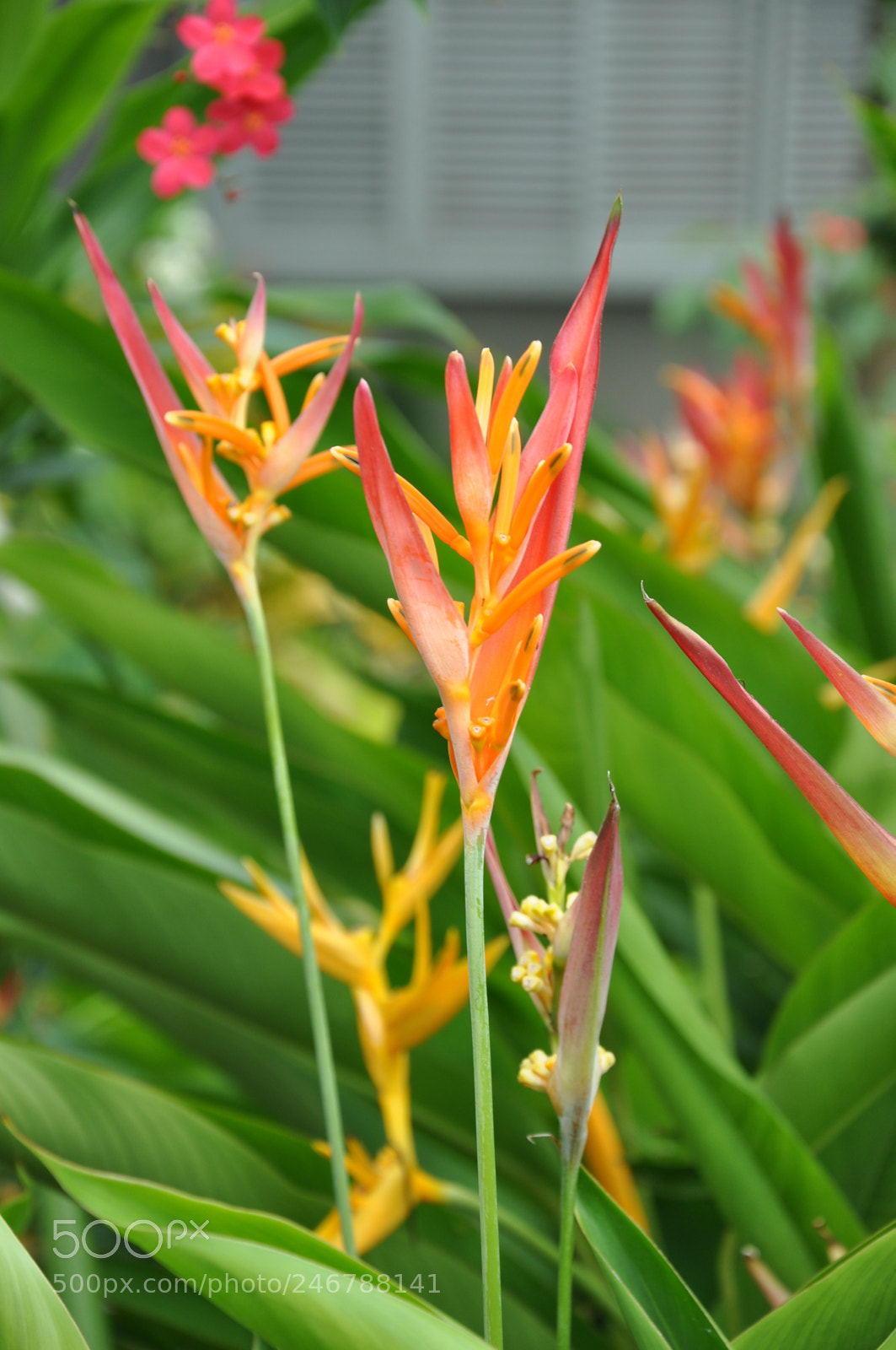 Nikon D90 sample photo. I grow photography