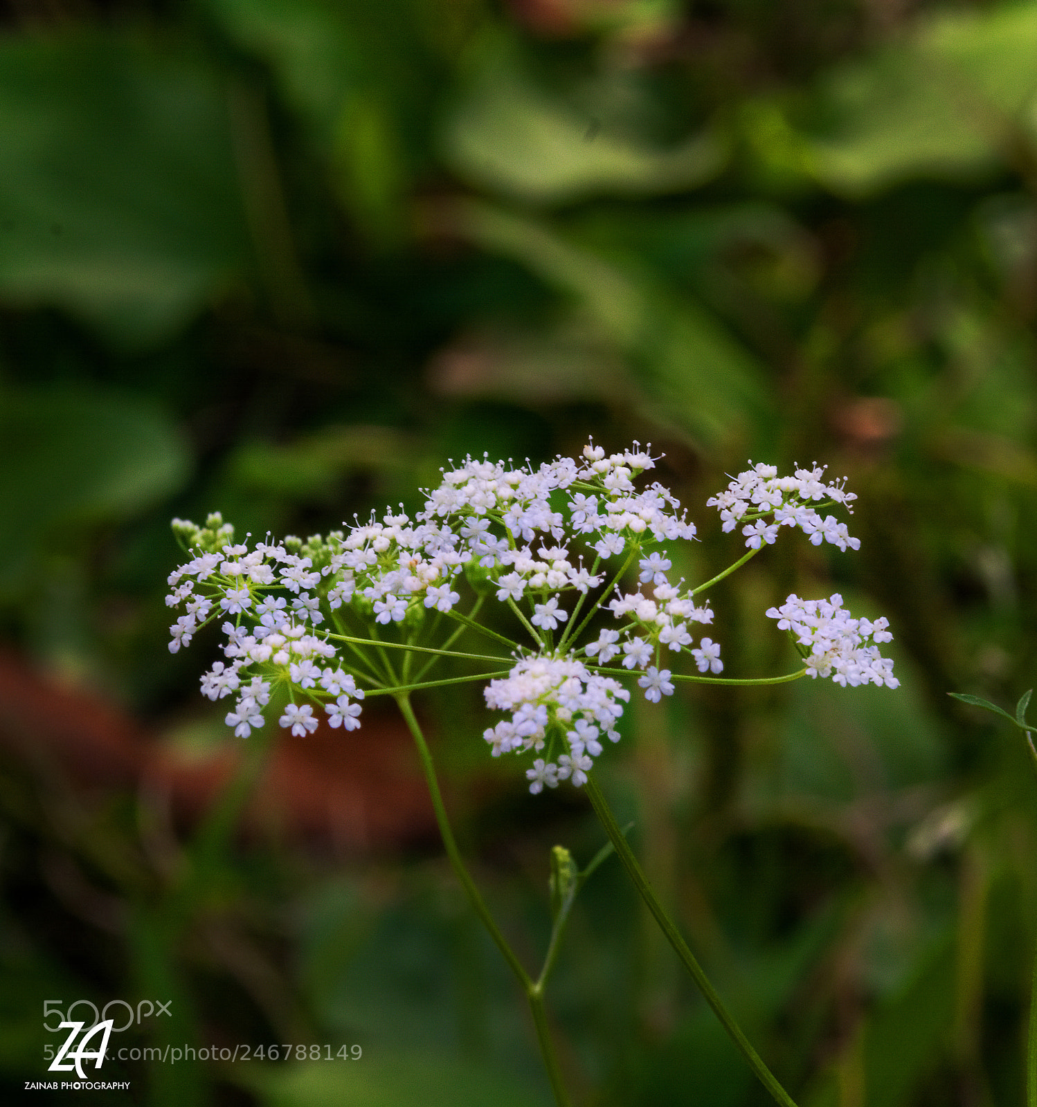 Nikon D5200 sample photo. Untitled photography