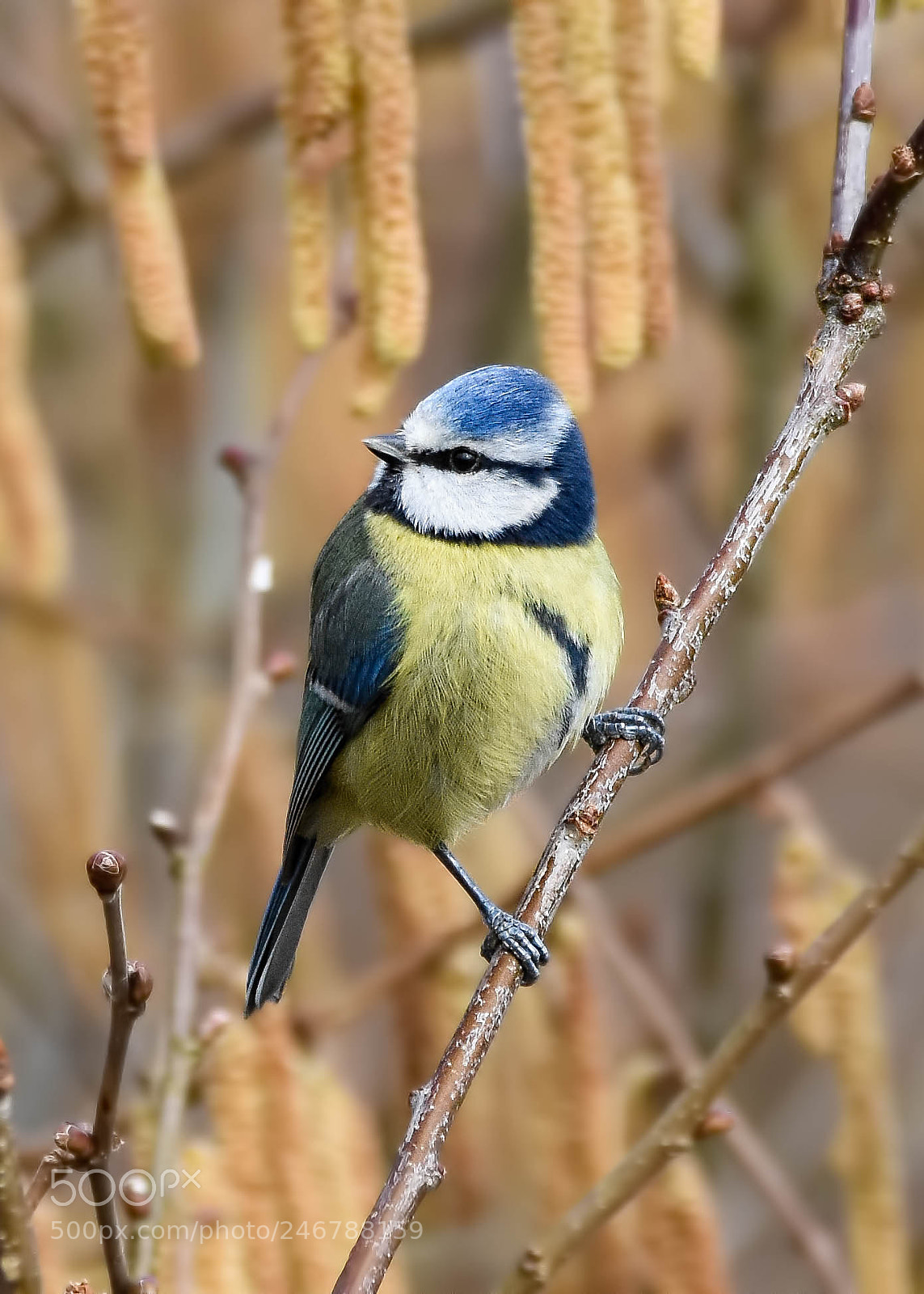 Nikon D7200 sample photo. Blue tit photography