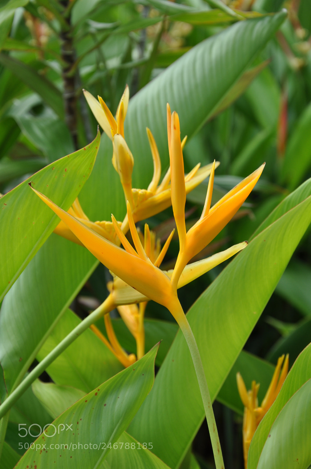 Nikon D90 sample photo. I am free photography