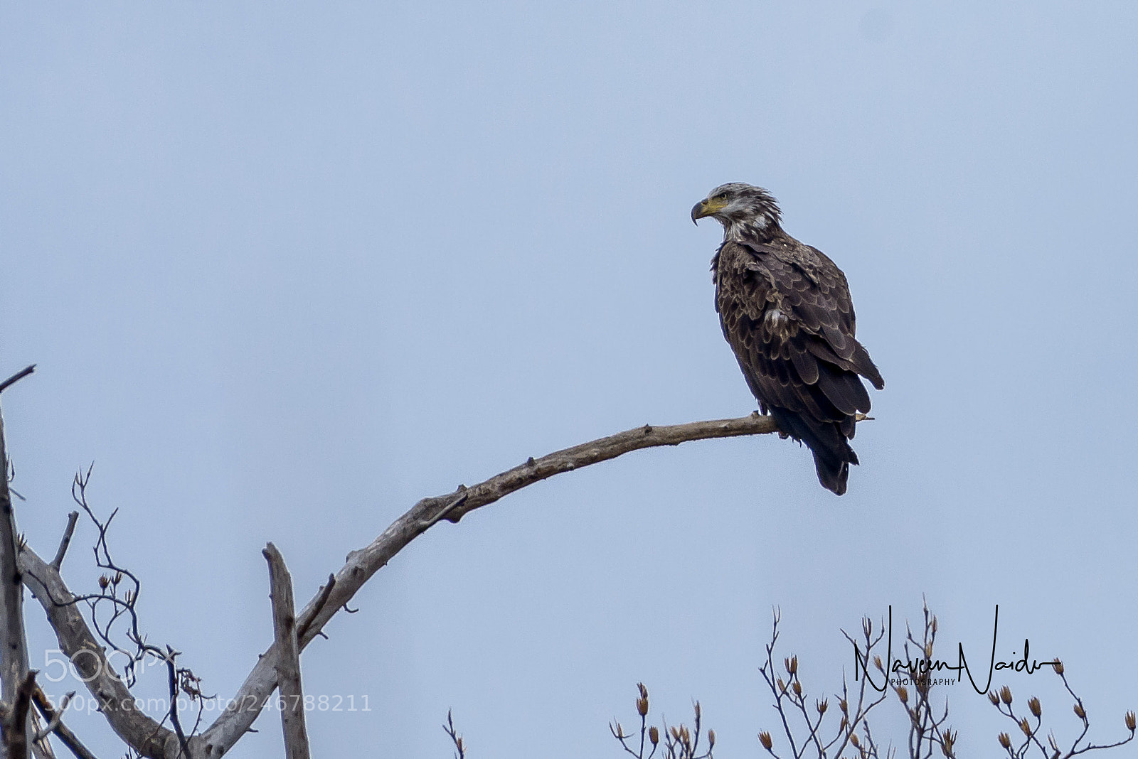 Nikon D800 sample photo. Bald eagles photography