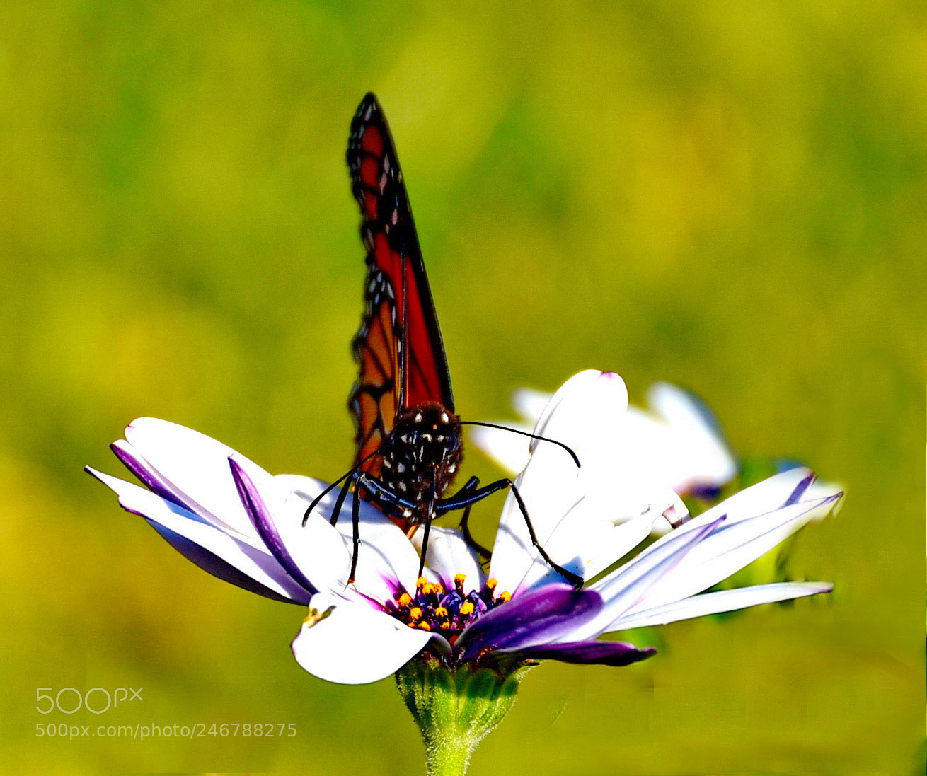 Nikon D7200 sample photo. Butterfly enjoying a white photography