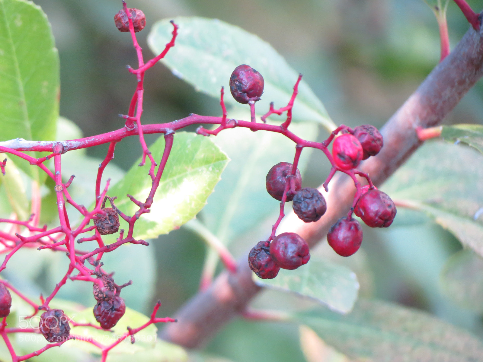 Canon PowerShot SX40 HS sample photo. Berries photography