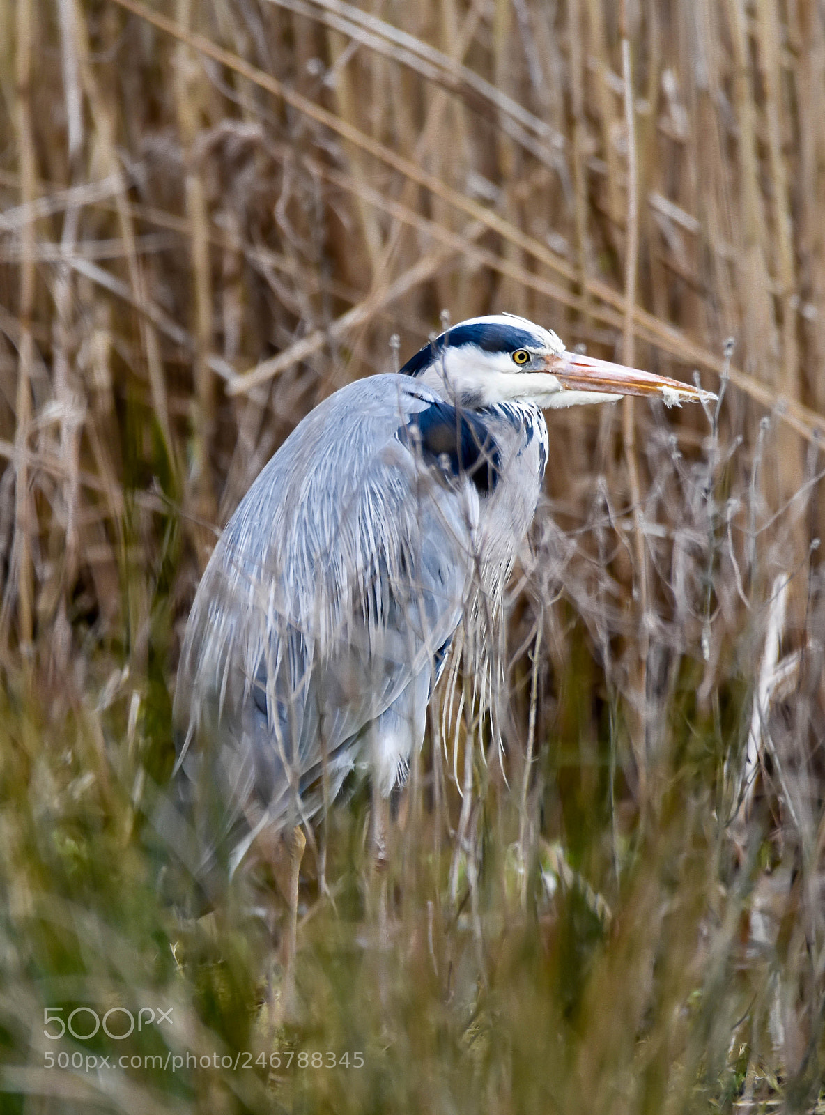 Nikon D7200 sample photo. Grey heron photography