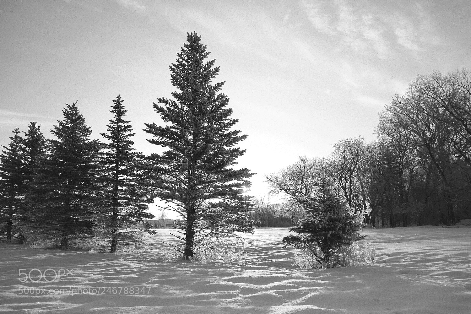 Canon EOS 7D sample photo. Winter tree photography