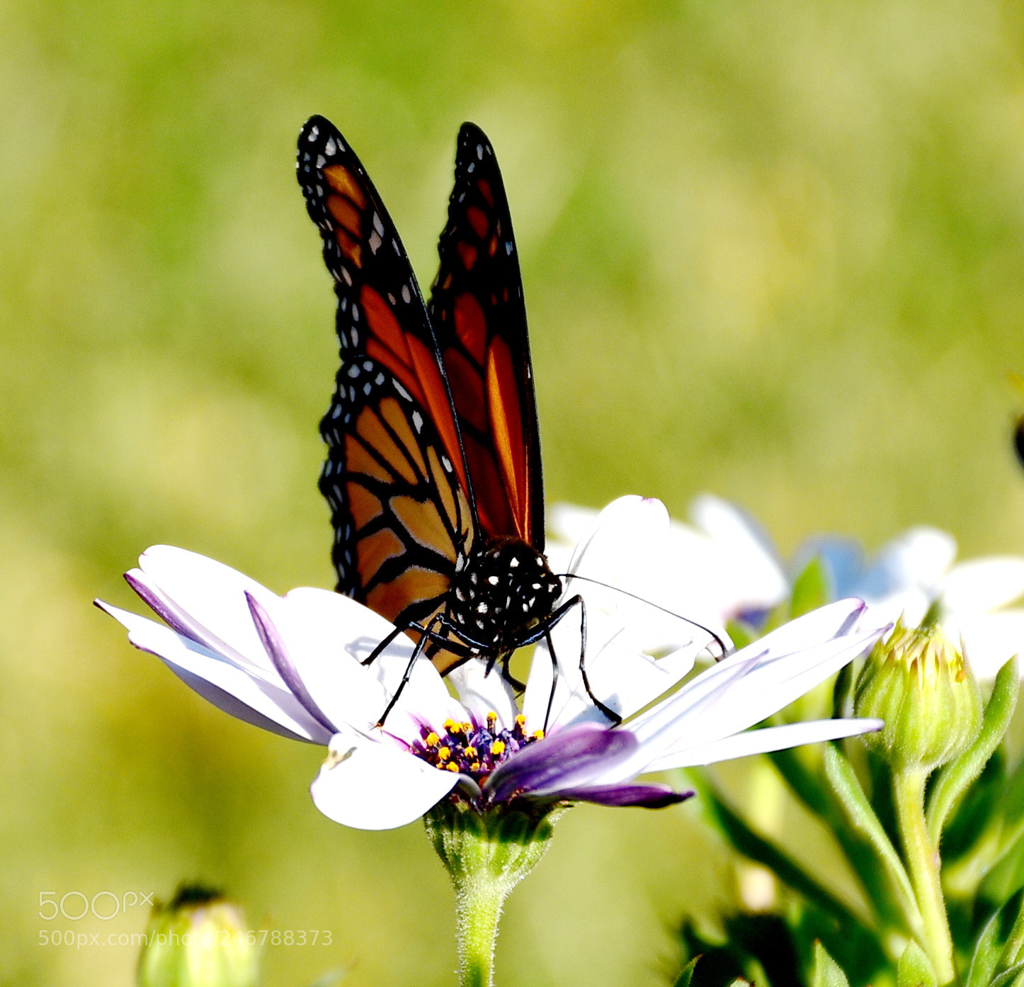Nikon D7200 sample photo. Butterfly enjoying a white photography