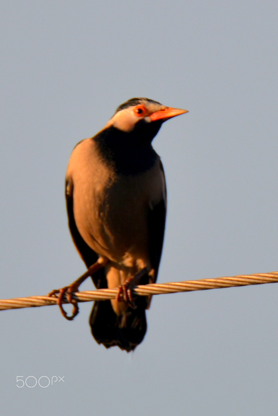 Nikon D5200 sample photo. Bird photography