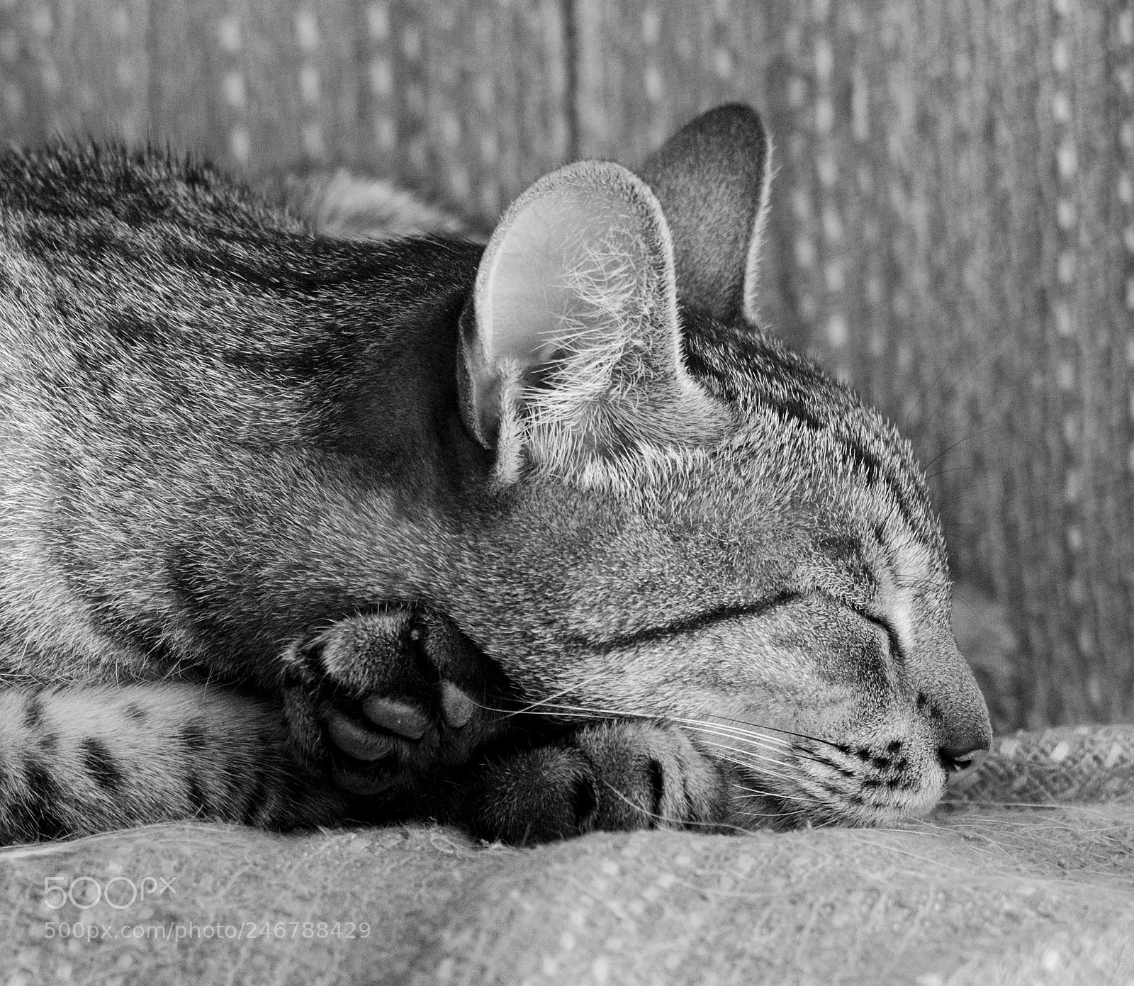 Panasonic Lumix DMC-FZ1000 sample photo. Lila photography