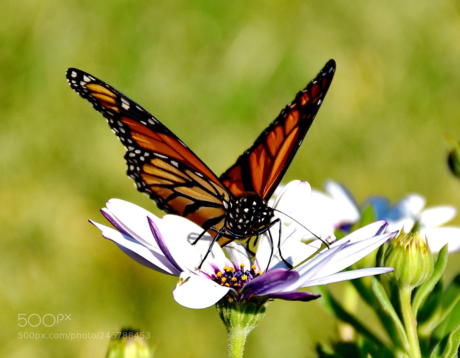 Nikon D7200 sample photo. Butterfly enjoying a white photography