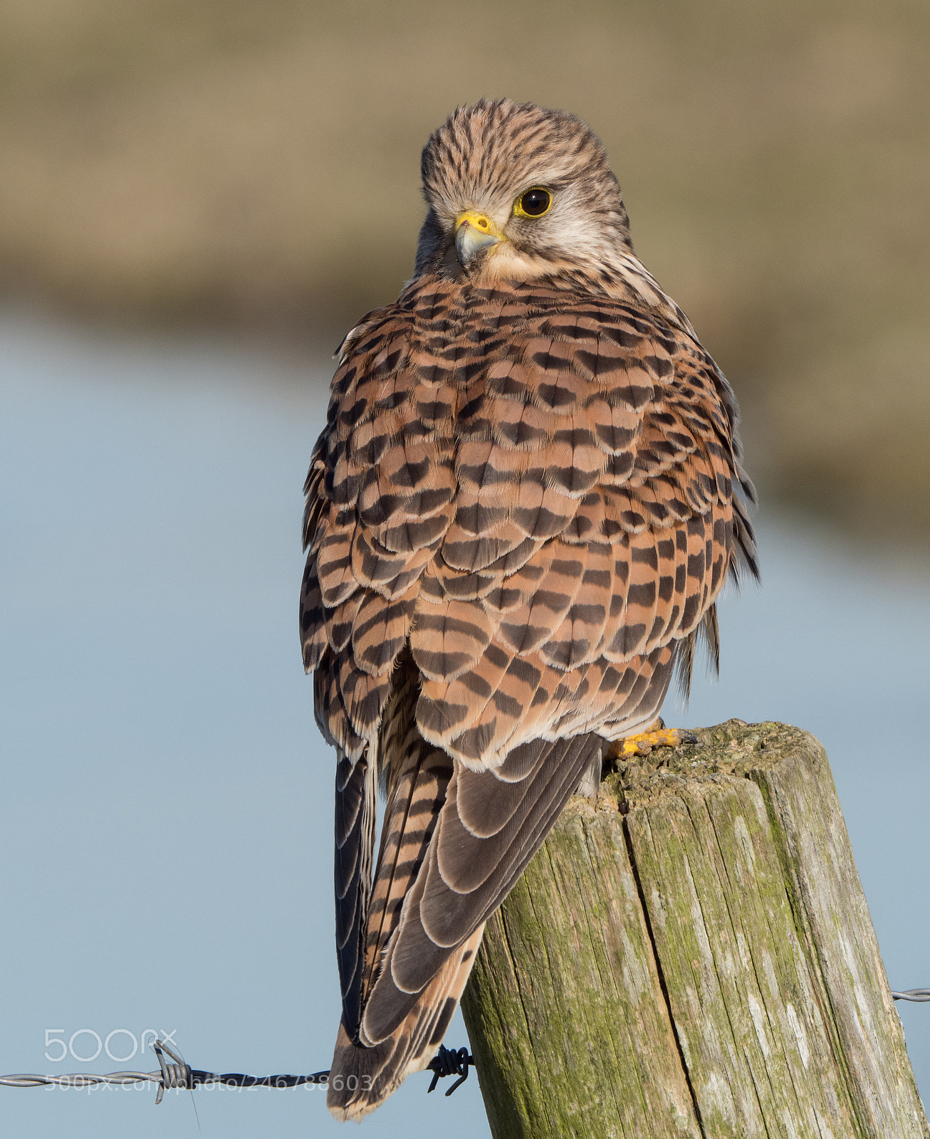 Olympus OM-D E-M1 Mark II sample photo. Kestrel contact. photography