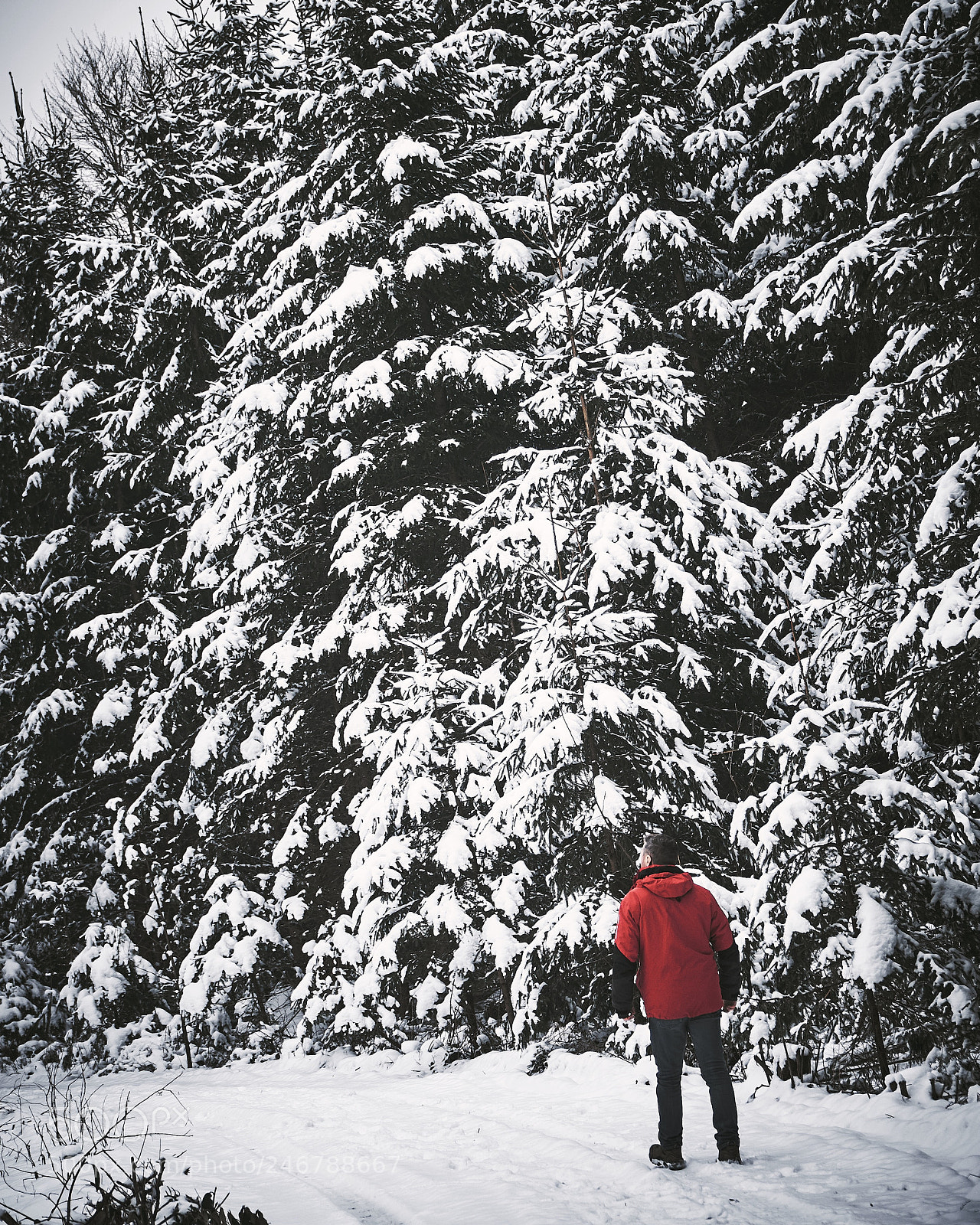 Sony a6500 sample photo. Snow trees ? photography
