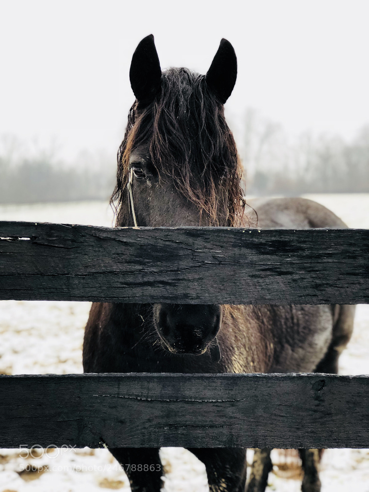 Apple iPhone 8 Plus sample photo. Behind the fence photography