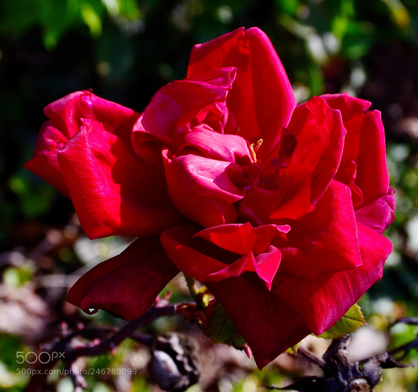 Nikon D7200 sample photo. Red rose flower photography