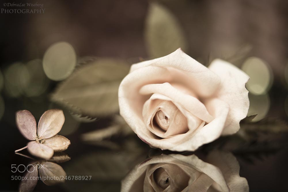 Nikon D800 sample photo. Dusty rose photography