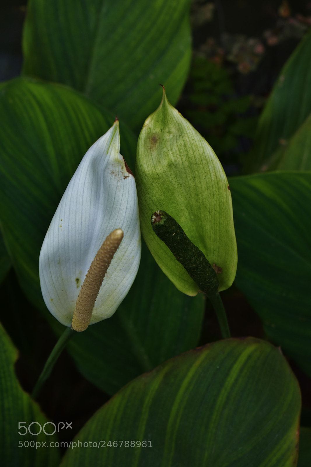 Nikon D3400 sample photo. Coulpe. photography