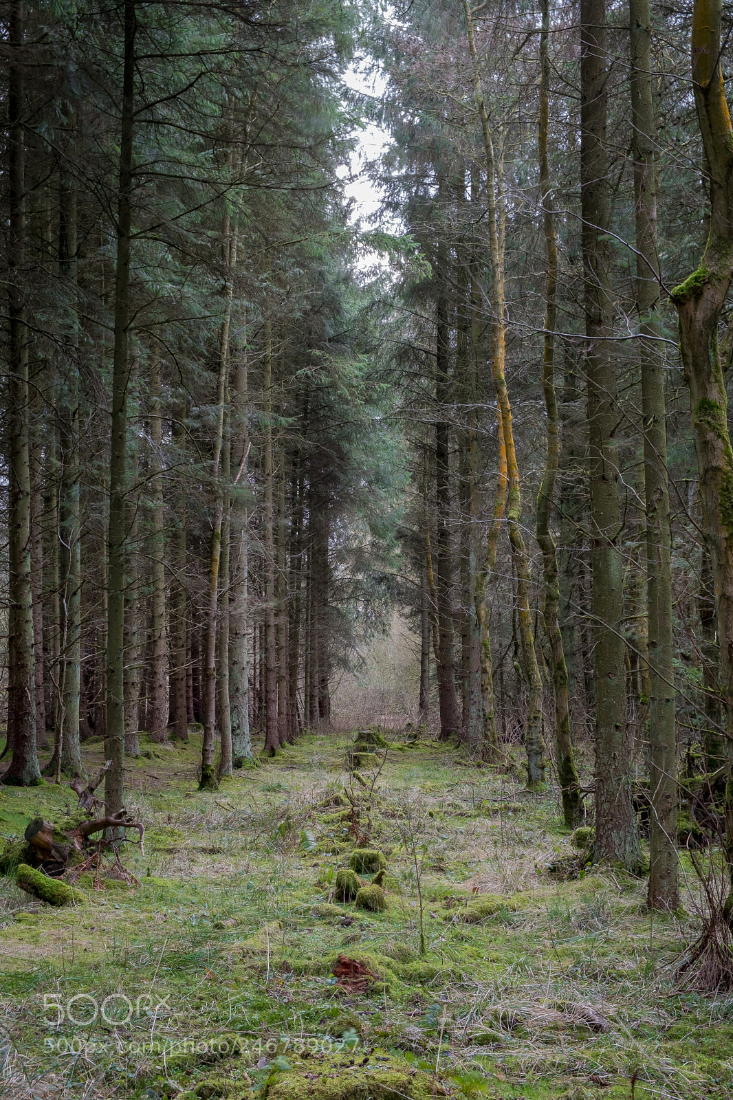 Fujifilm X-T2 sample photo. Avenue of trees. photography
