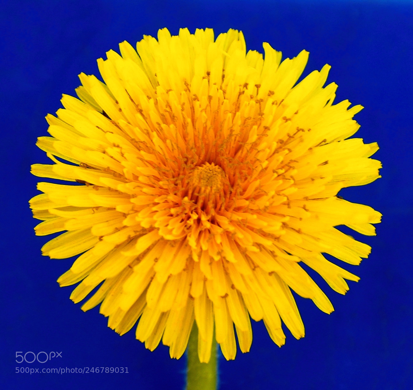 Nikon D7200 sample photo. Gold daisy flower photography