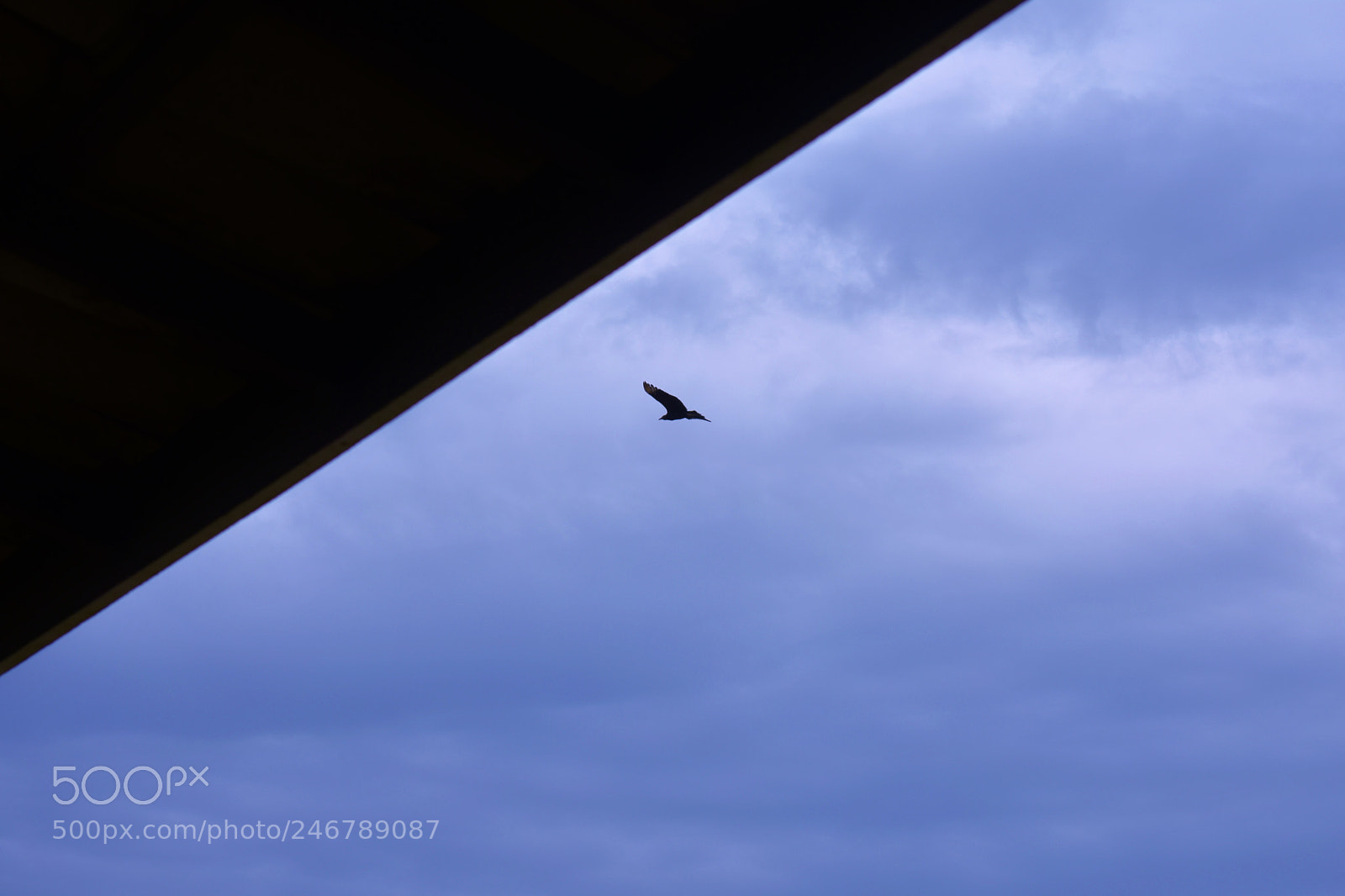 Nikon D3400 sample photo. Freedom. photography