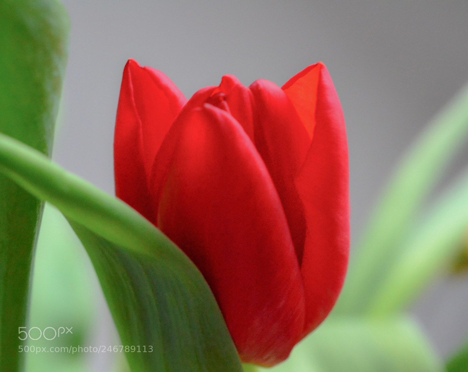Nikon D3100 sample photo. Tulip photography