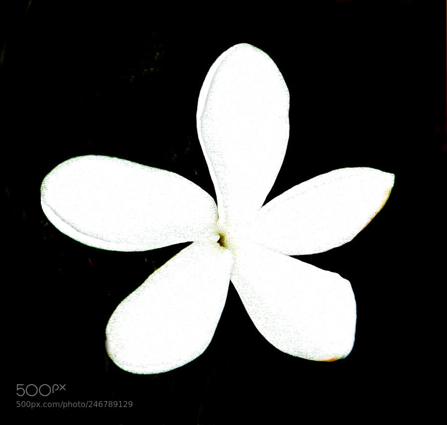 Nikon D7200 sample photo. White star flower photography