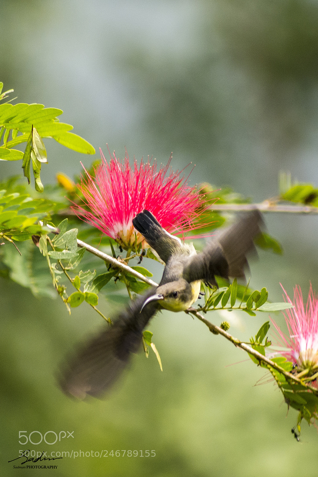 Nikon D7100 sample photo. Songbird photography