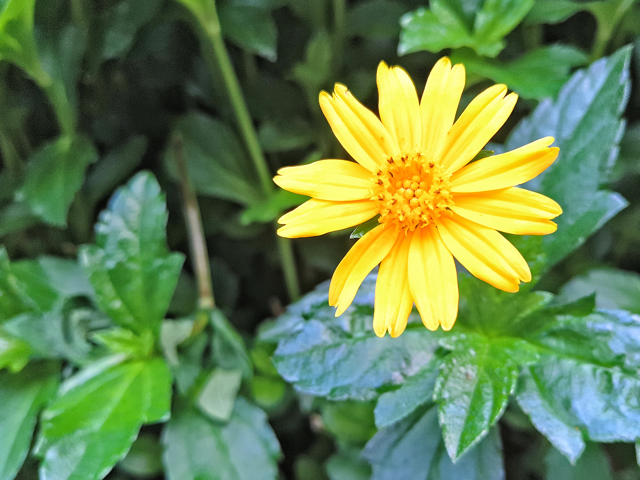 Meizu PRO 5 sample photo
