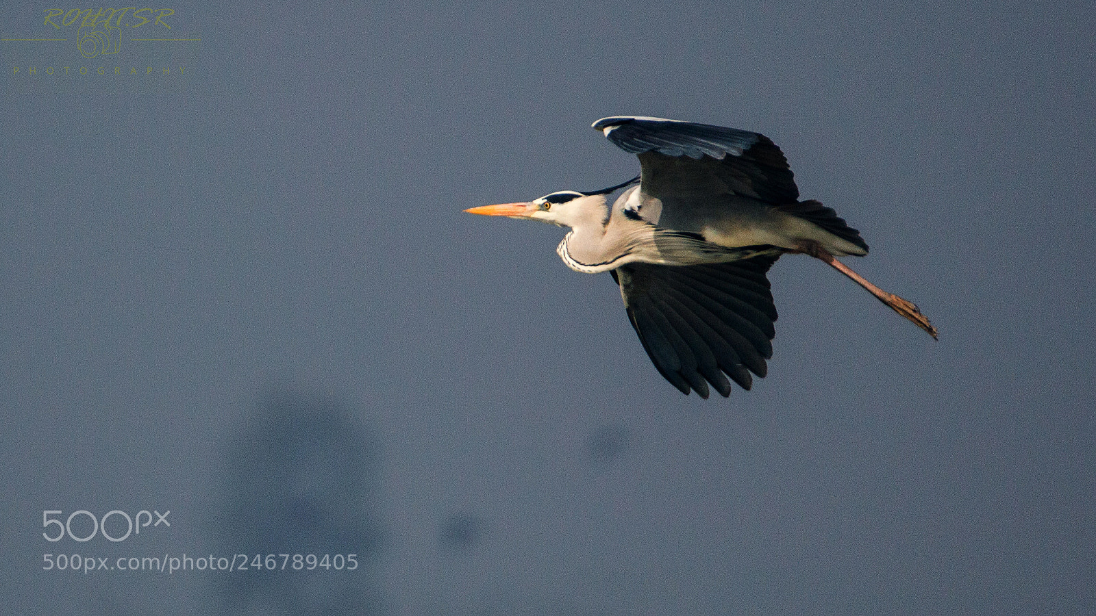 Nikon D3200 sample photo. Flying calmness photography