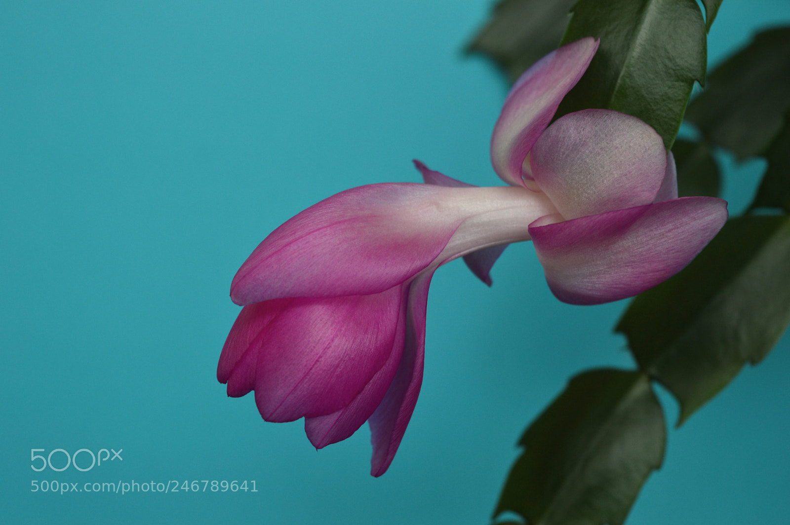 Nikon D3200 sample photo. Strip me beautiful photography