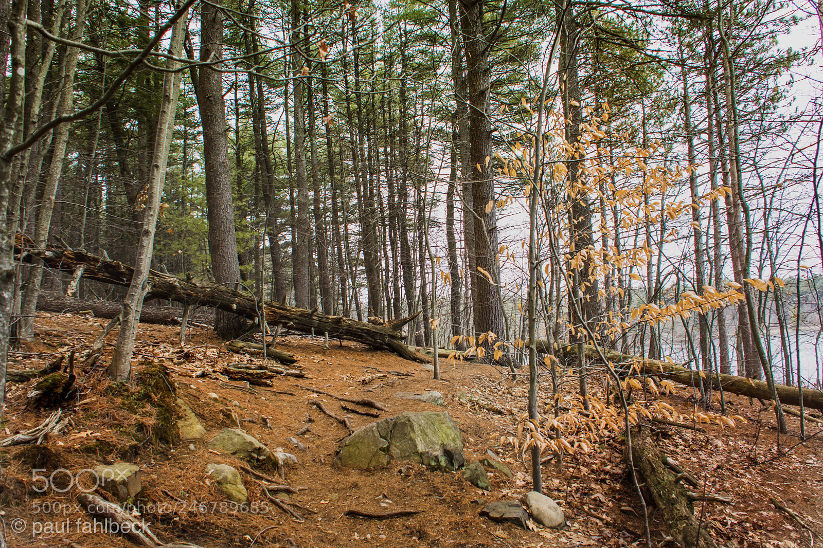 Nikon D7200 sample photo. On the trail photography