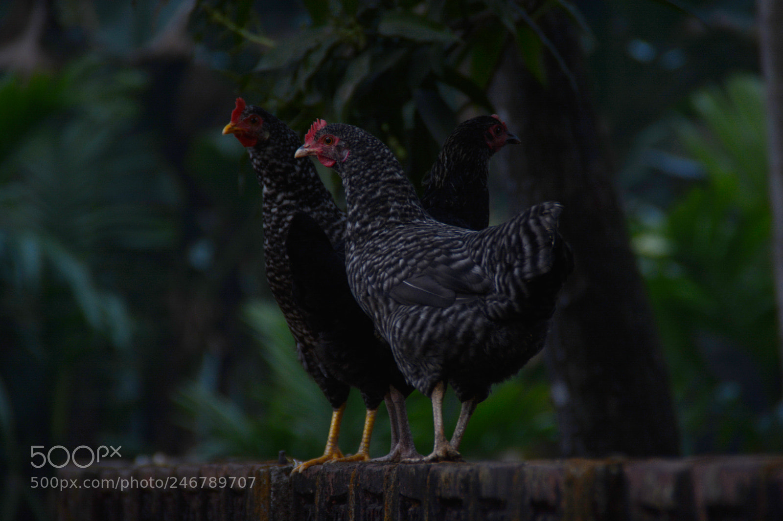Nikon D5200 sample photo. Chickens rocking on the photography